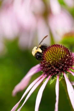 Bumblebee Foto stock