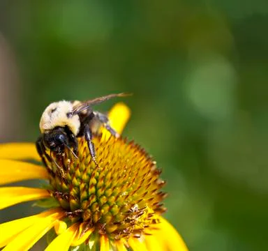 Bumblebee Foto stock