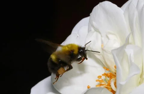Bumblebee Stock Photos