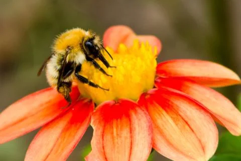 Bumblebee Stock Photos