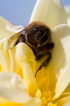 Bumblebee Фото