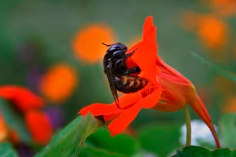 Bumblebee Stock Photos