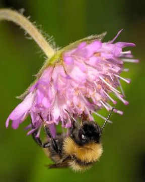 Bumblebee Stock Photos