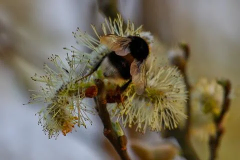 Bumblebee Stock Photos
