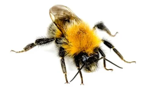 Bumblebee Stock Photos