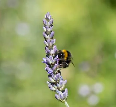 Bumblebee Stock Photos