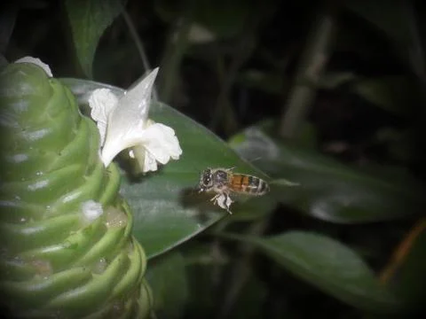 Bumblebee 스톡 사진