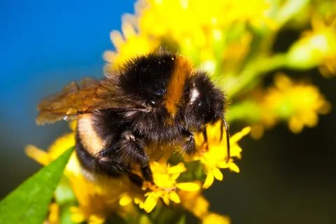 Bumblebee Stock Photos