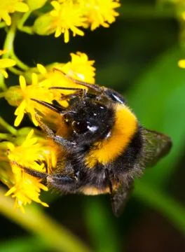 Bumblebee Stock Photos