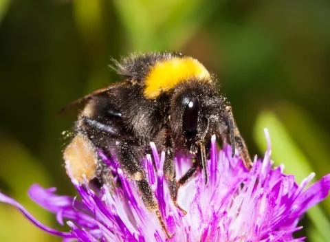 Bumblebee Foto stock