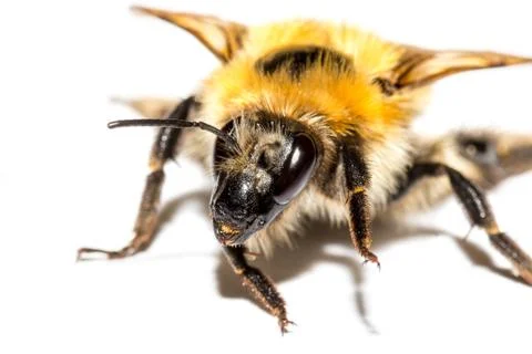 Bumblebee Stock Photos