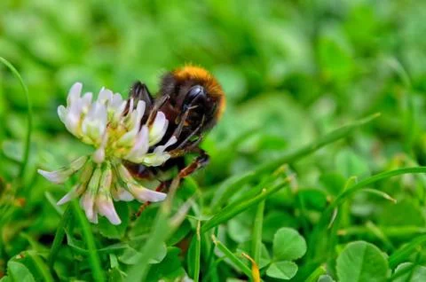 Bumblebee Stock Photos