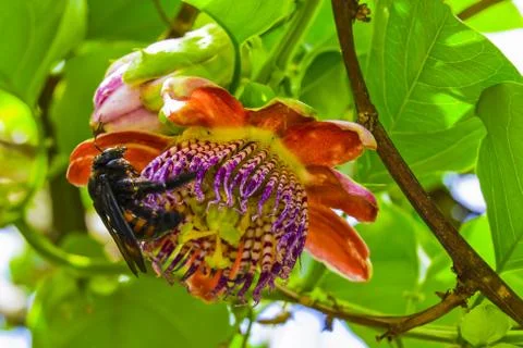 Bumblebee Stock Photos