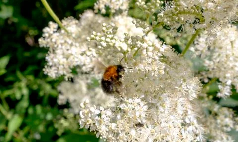 Bumblebee Stock Photos