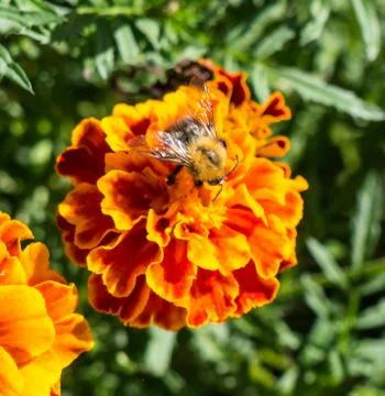 Bumblebee. Stock Photos