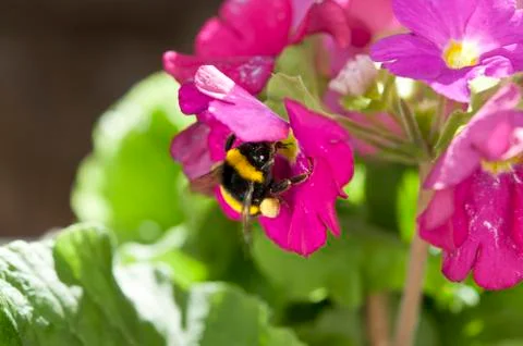 Bumblebee Stock Photos