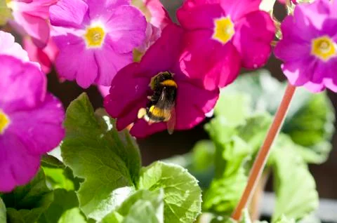 Bumblebee Stock Photos