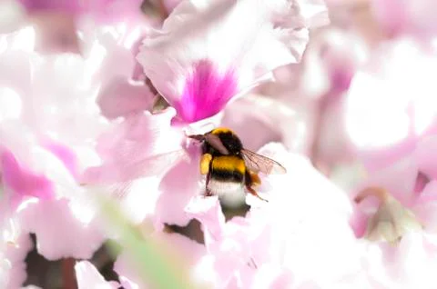 Bumblebee Stock Photos