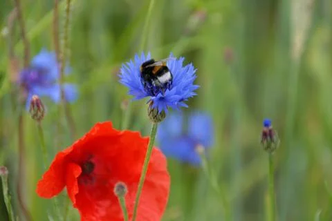 Bumblebee Stock Photos