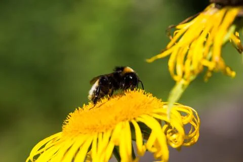 Bumblebee Stock Photos