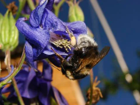Bumblebee Stock Photos