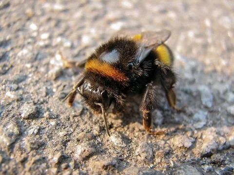 Bumblebee Foto stock