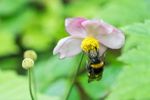 Bumblebee Stock Photos