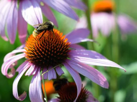 Bumblebee Stock Photos