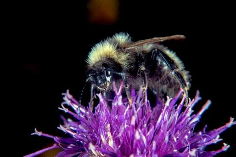 Bumblebee Stock Photos