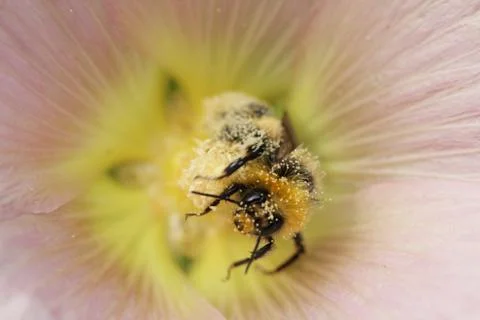 Bumblebee Stock Photos