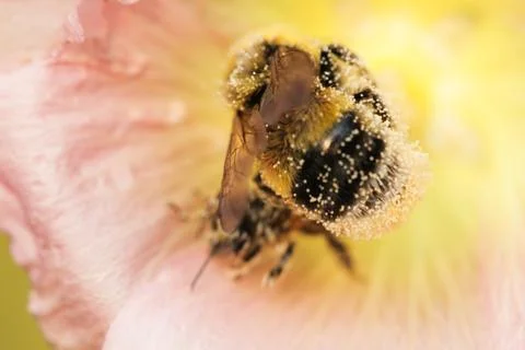 Bumblebee 스톡 사진