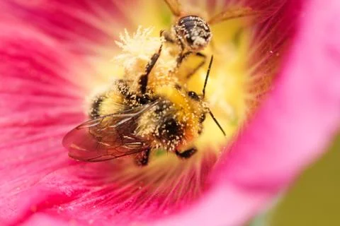 Bumblebee Stock Photos