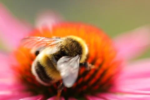 Bumblebee Stock Photos