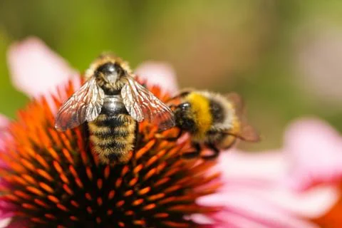 Bumblebee 스톡 사진