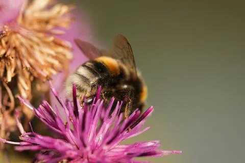 Bumblebee Stock Photos