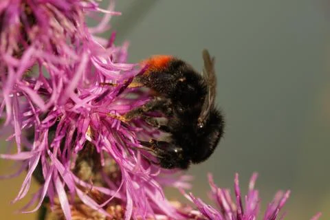 Bumblebee Stock Photos