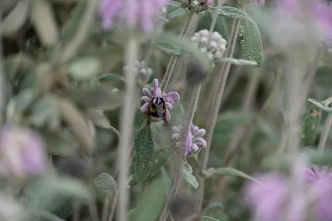 Bumblebee Stock Photos