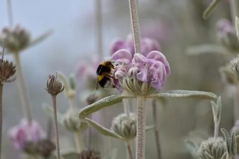 Bumblebee Stock Photos