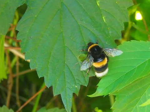 Bumblebee Foto stock
