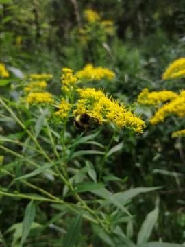 BUMBLEBEE Stock Photos