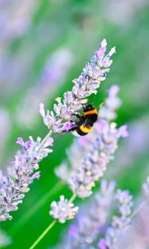 Bumblebee Stock Photos