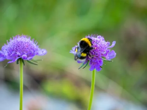 Bumblebee Stock Photos