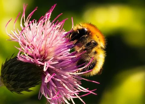 Bumblebee Stock Photos