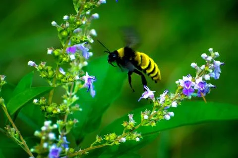 Bumblebee 库存照片