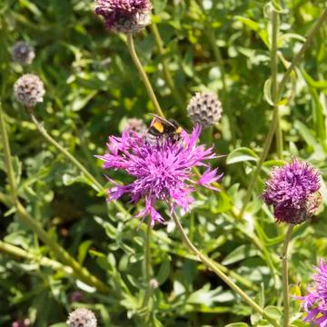 Bumblebee Stock Photos