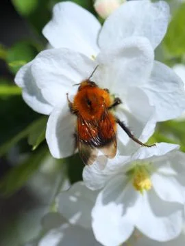 Bumblebee Stock-Fotos