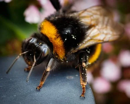 Bumblebee Stock Photos