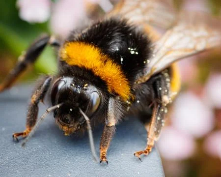 Bumblebee Stock Photos