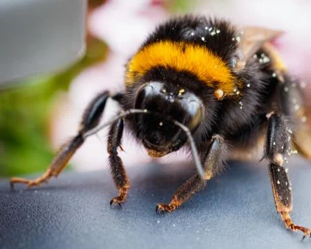 Bumblebee Stock Photos