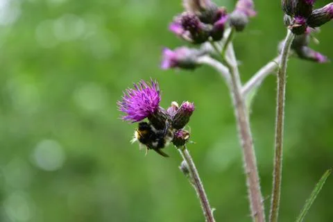 Bumblebee Stock Photos